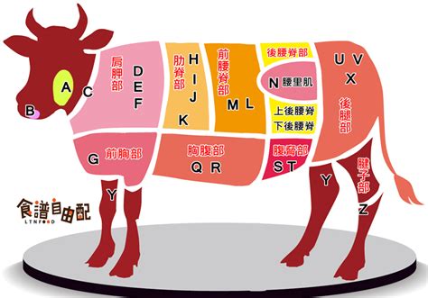 牛肉位置|一张图读懂牛肉各部位